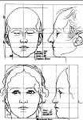proportions of the head