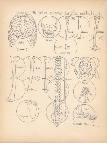 Victor Perard, Relative Proportions of bones by heads